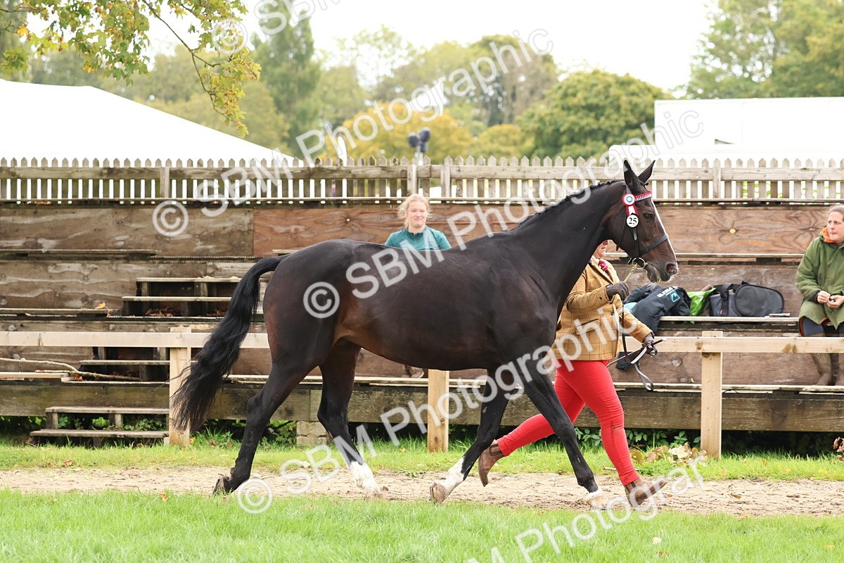 SBM_41715 - S26 - Mature Veteran In Hand