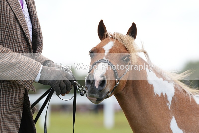 DSC06618 - Class 57: Miniature Horse 4yrs & over