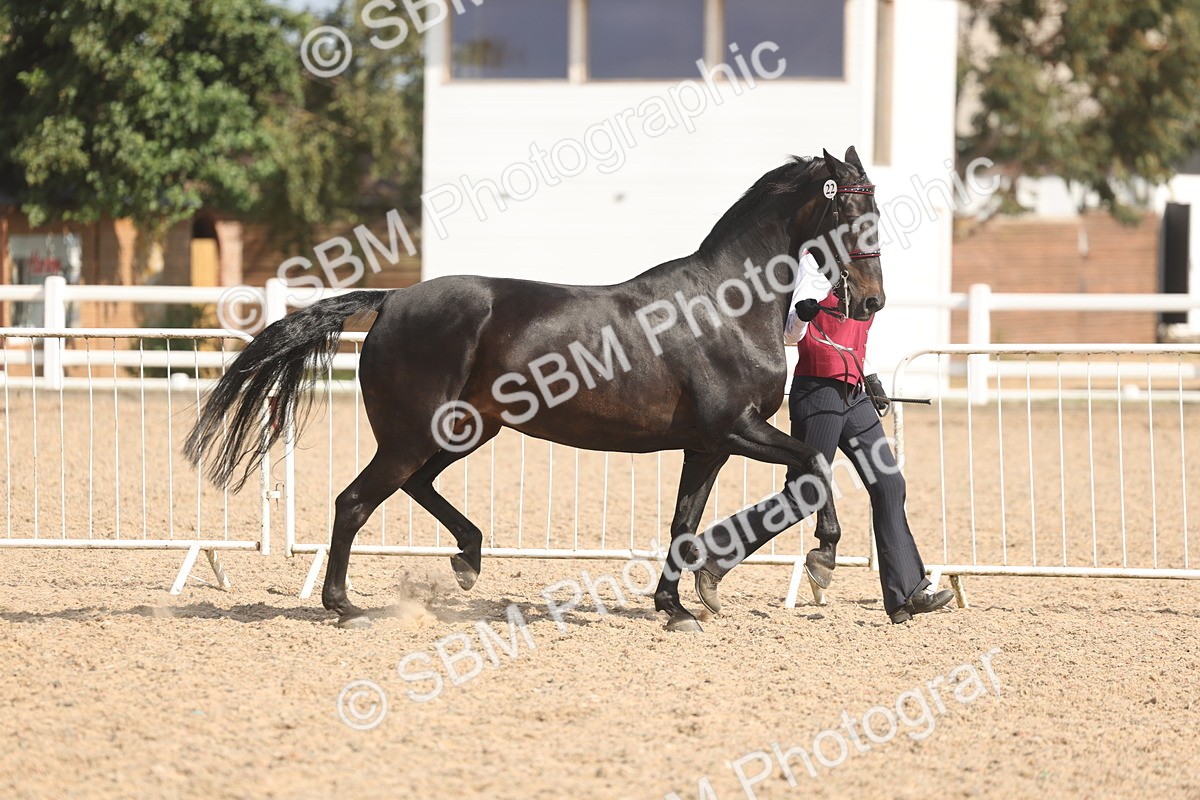 SBM_06856 - Class 25 - IH Foreign Breeds - Purebred