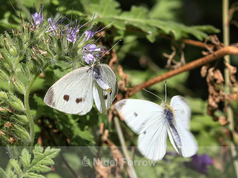 Small Whites preparing to mate, Oxfordshire, UK - INSECTS