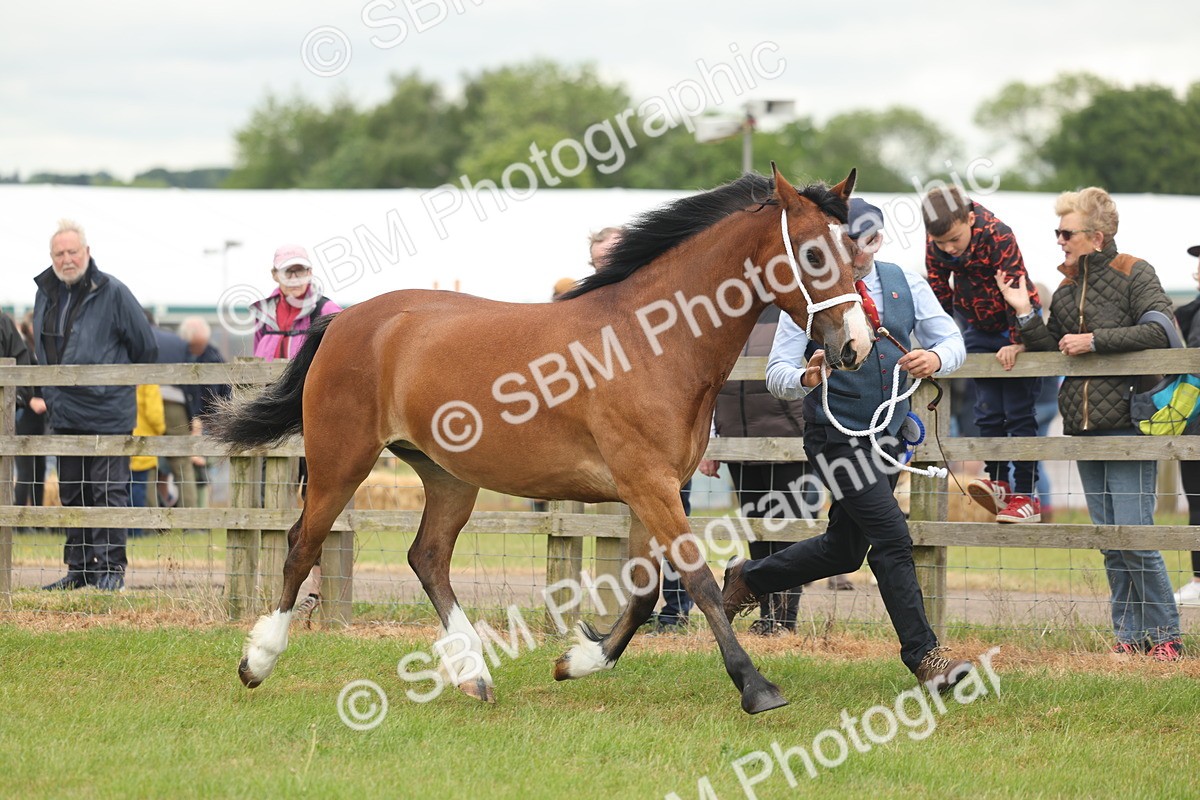 SBM_04848 - Class 50-57 - M&M Welsh Pony In Hand