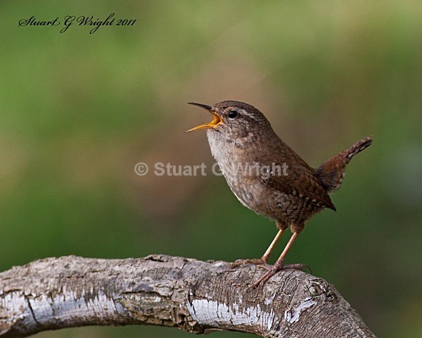 333 - All other Birds