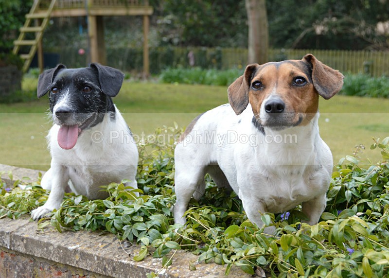  - Jack Russell Terriers