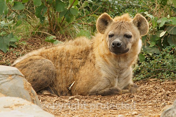 Hyena - Kalabi - African Wildlife