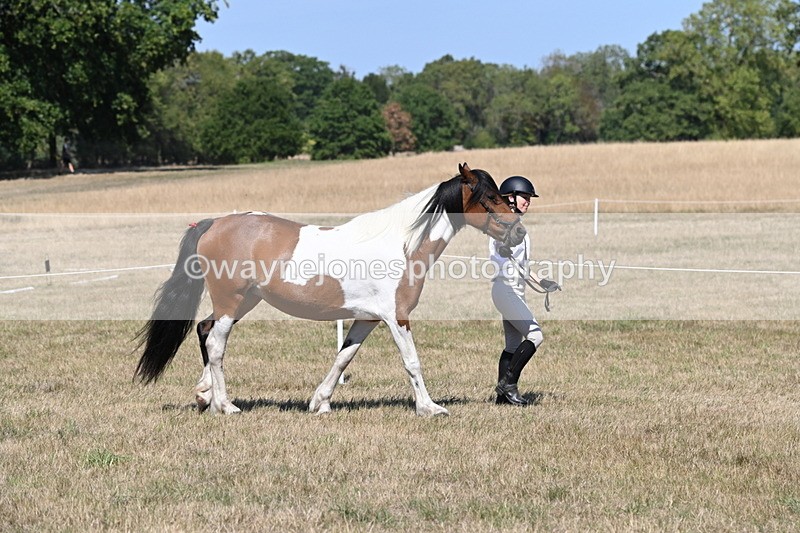 WJ6_8531 - Class 37b Best Loan Pony In-hand