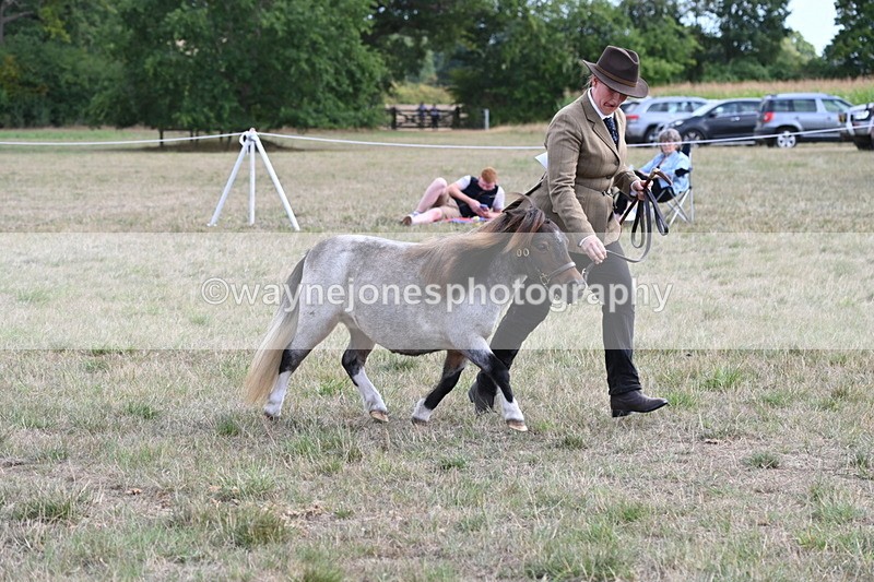 WJ6_6972 - Class 21 Shetland & Mini Horses
