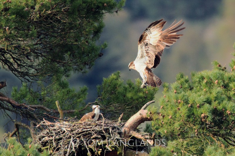 Ospreys - Birds of Prey