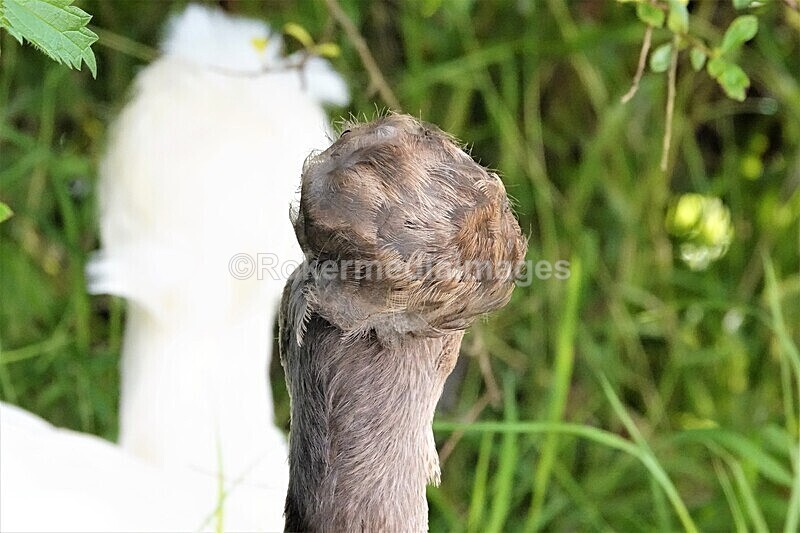 DSC07758 - SEPT 2020 STAYCATION