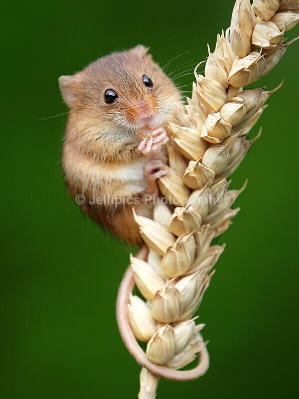  - Wildlife and Nature