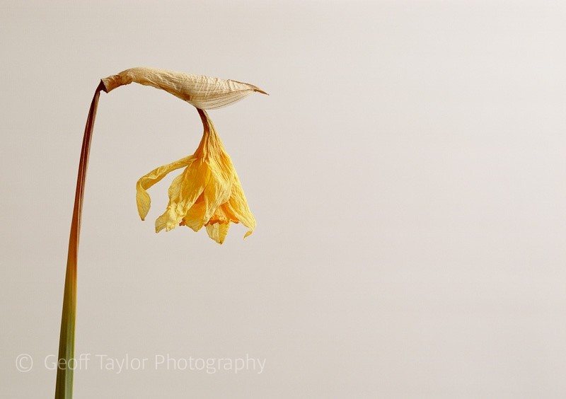 Daffodil 4 - Shropshire Daffodils
