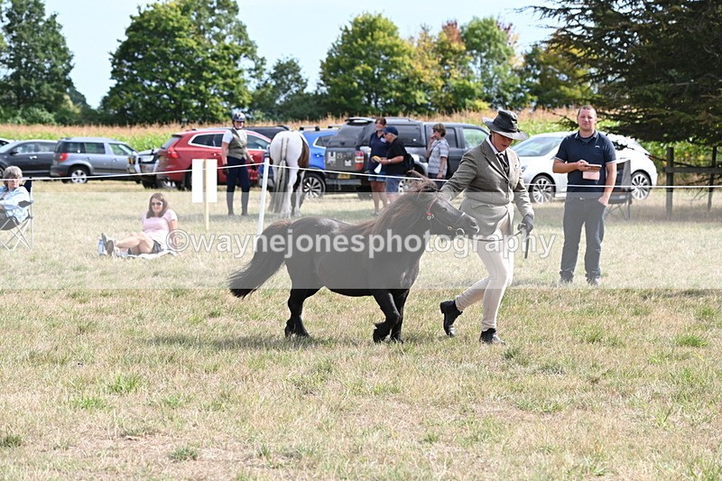 WJ6_7027 - Class 21 Shetland & Mini Horses
