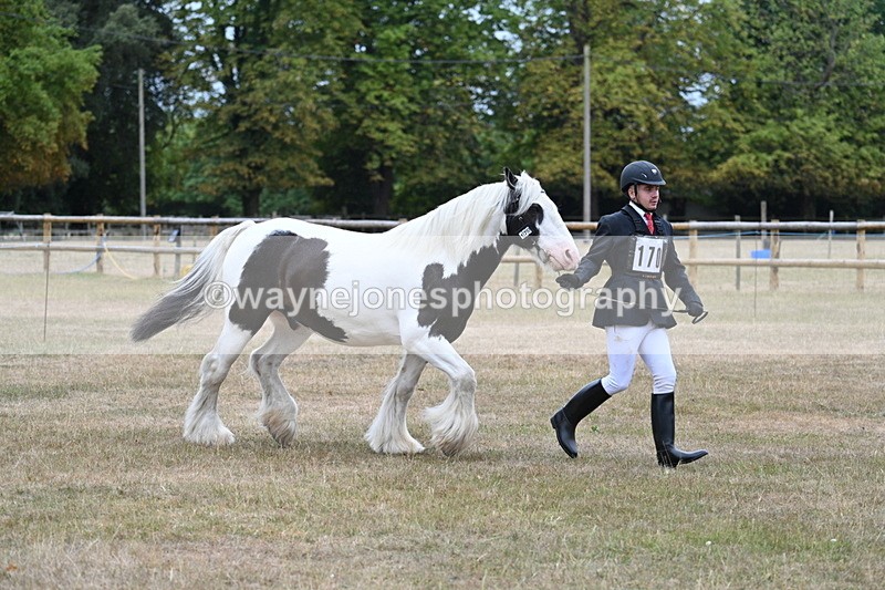 WJ7_9612 - Class 5 Most Handsome Gelding (up to 14.2hh)
