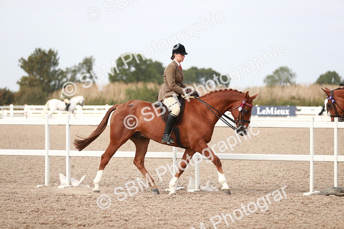 SBM_17452 - Class 215 Ridden Hack/ Riding Horse