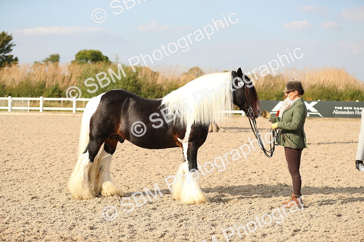 SBM_08577 - Class 28 - IH Veteran Horse