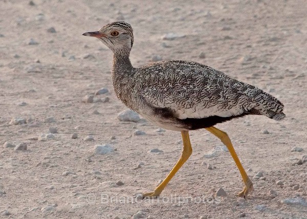  - African Safari Tour 09 Zambia, Botswana,Namibia & South Africa