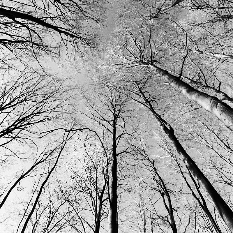IMG_8428_Blickling Trees - Black & White