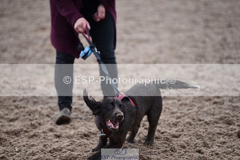 240518A-132758-01302 - Cls 8 Dog the judge would most like to take home