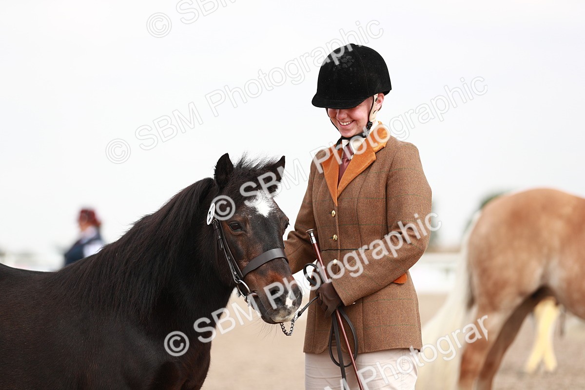 SBM_11869 - Class 206 IH Non Show Type Pony