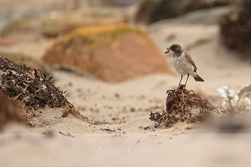 Dark-faced Ground-Tyrant with food, Saunders Island, Falklands - Dark-faced Ground-Tyrant