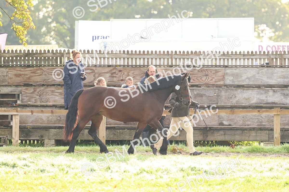 SBM_54800 - S39 - Starters In Hand Showing