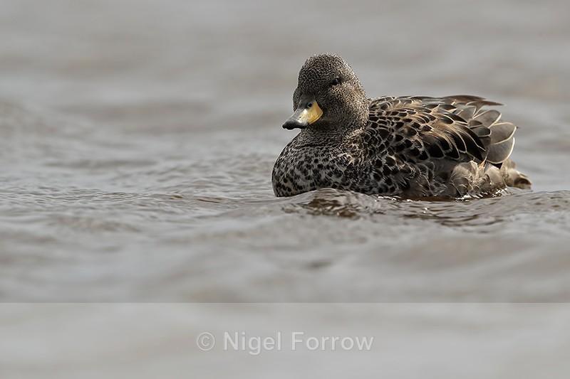 Yellow-billed Teal, side view, Sea Lion Island, Falklands - Yellow-billed Teal