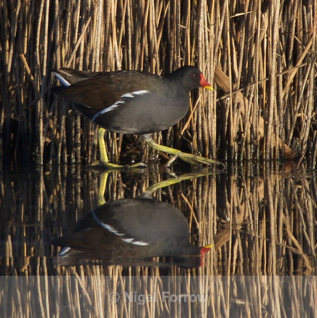 Moorhen walking on ice - Moorhen