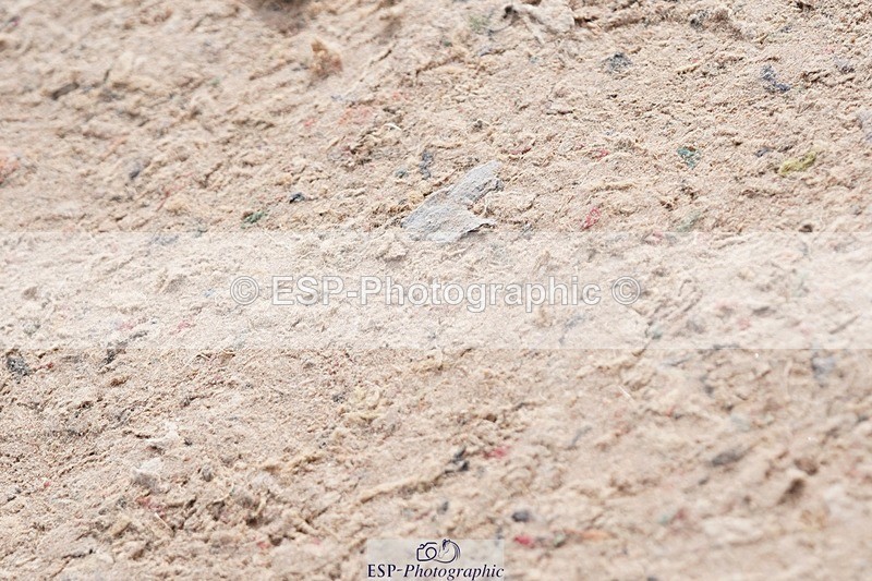 250425-094238-08339 - Cls 30 Young Horse 6yr old