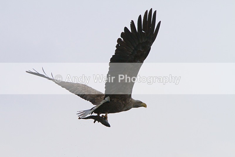 20120529-_MG_9156 - White Tailed Eagle