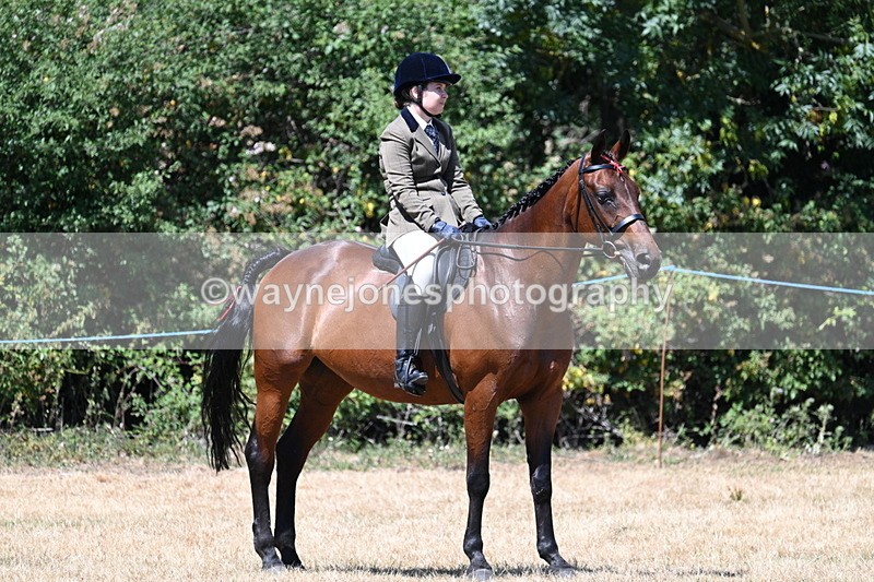 WJ7_2911 - Class 7 Riding Club Show Horse