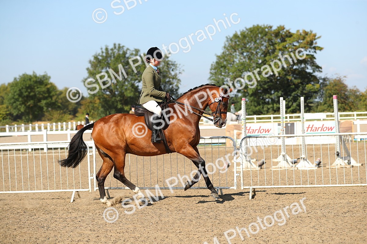 SBM_02215 - Class 43 Ridden Competition Horse/Pony