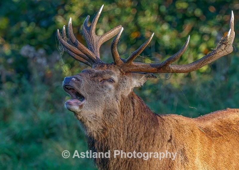 Astland Photography, Bird and Wildlife Images, Susan and Peter Wilson, U.K.