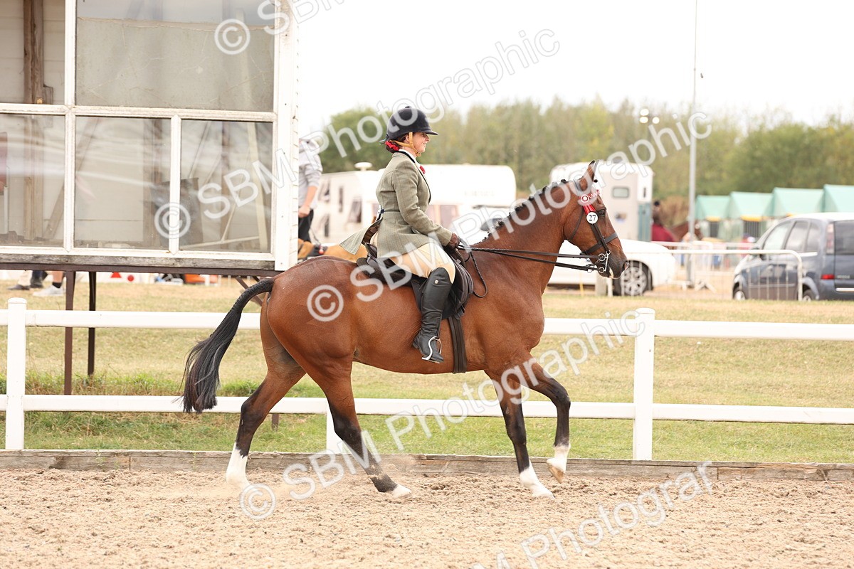 SBM_17321 - Class 214 - Ridden Hack Riding Horse