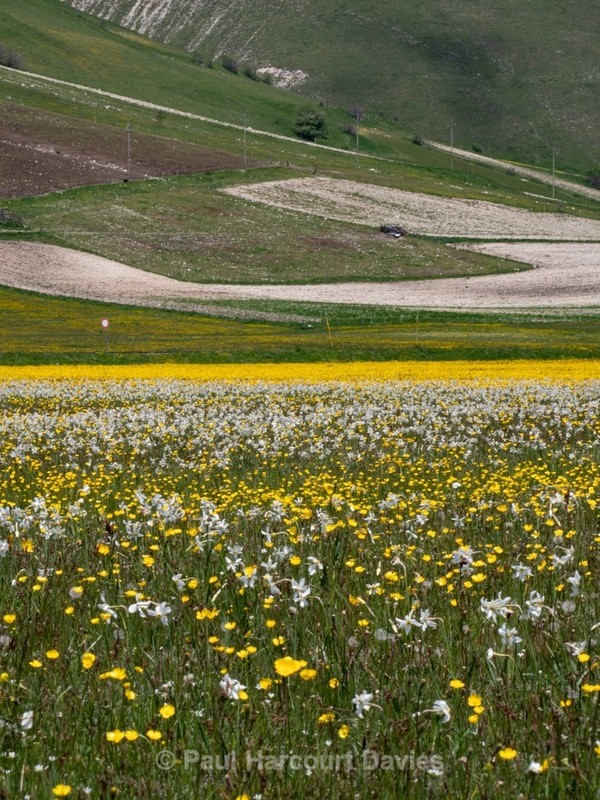 Wild Tulips (Tulipa sylvestris ssp australis) growing with Poet's Narcissus (Narcissus poeticus - Flowers in the Landscape - 2