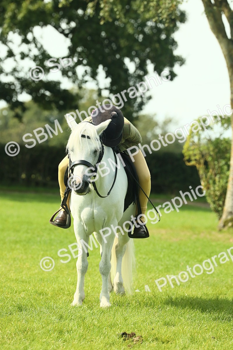 SBM_66571 - S34 - Rehabilitated Rescue Horse & Pony In Hand & Ridden