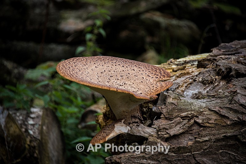 ACP_3368-1_Dryads_Saddle_Fungus - Fungi