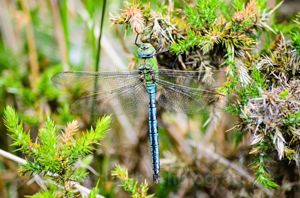 Male Emperor - Dragonflies & Damselflies