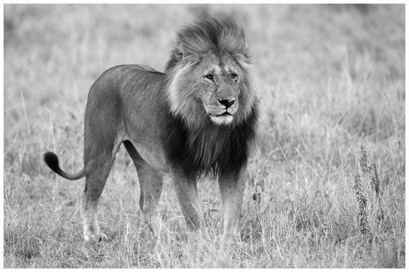 Orngatung - brave  - The Big Five in Black and White