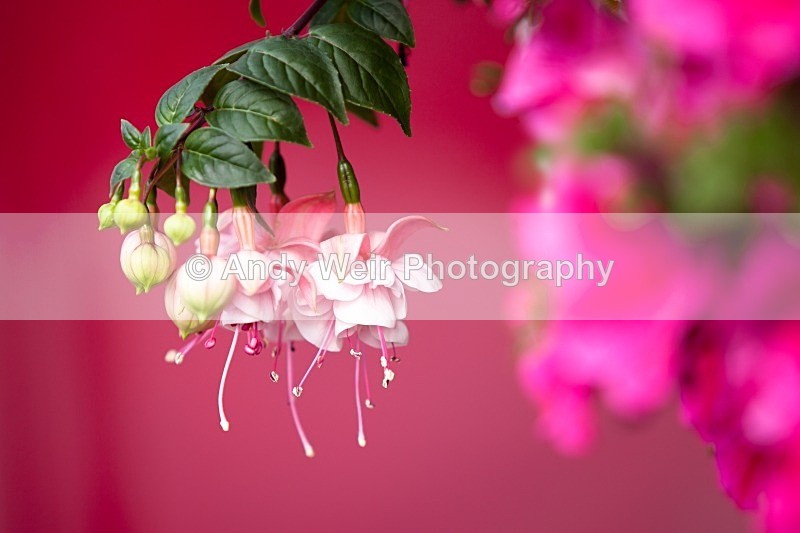 20110702-IMG_6128-476 - Plants & Flowers