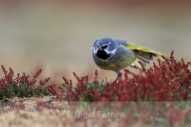 White-bridled Finch (male) stretching, Falklands - White-bridled Finch