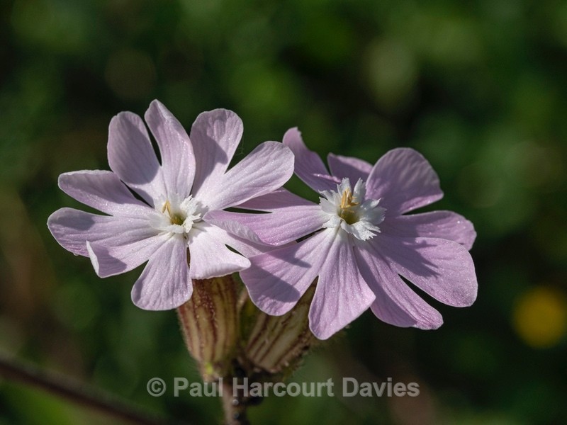 White and red capion hybrid (Silena latifolia x S. dioica) - Flower Portraits