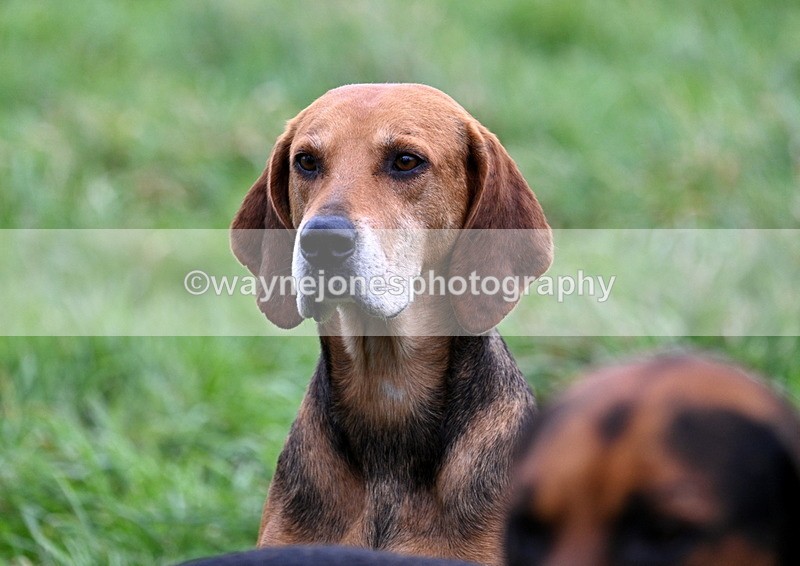 WJ7_4286 - Meet
