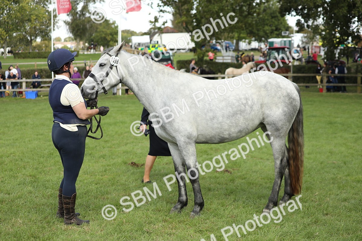 SBM_65501 - S47 - Mountain & Moorland In Hand Large Breeds