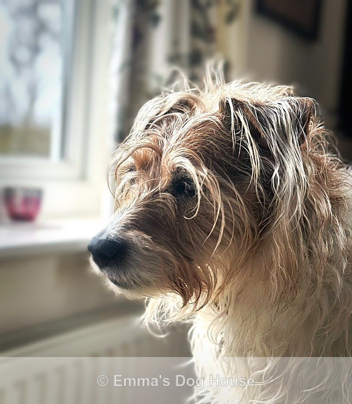  - Pawtraits