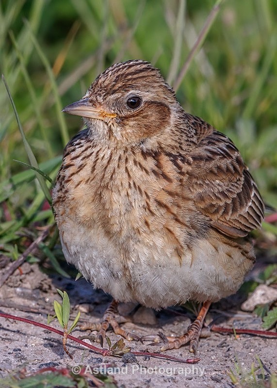 Astland Photography, Bird and Wildlife Images, Susan and Peter Wilson, U.K.