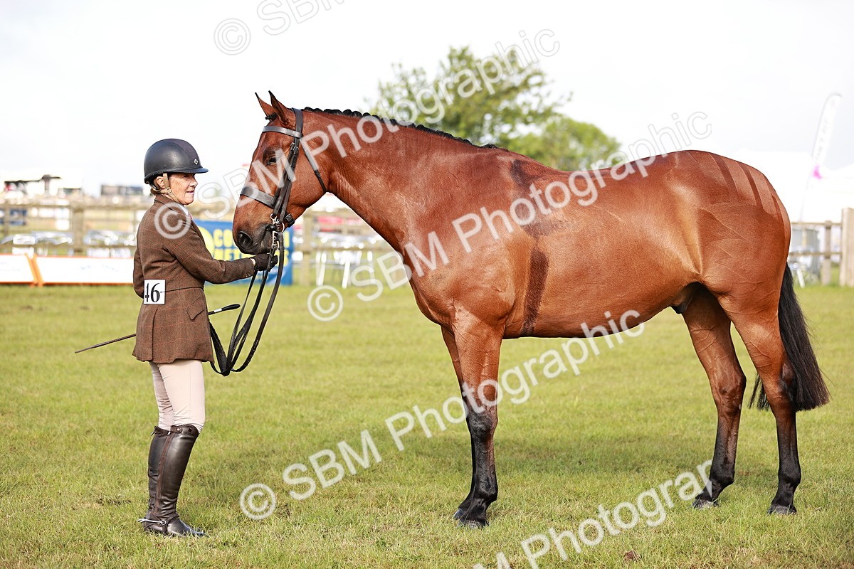 SBM_10800 - Class 81-84 - RIHS Ridden hunters Inc Ladies Hunter