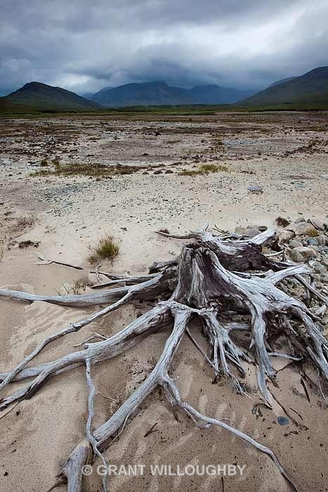 Loch Glascarnoch shores - Scots Pines