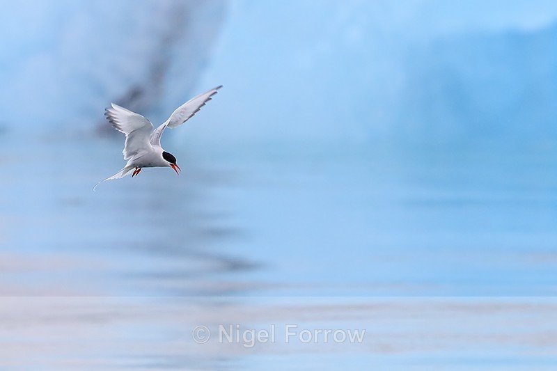 Arctic Tern hovering, Jokulsarlon lagoon, Iceland - Arctic Tern