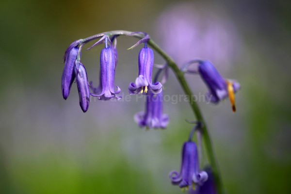 Bluebells   _ WOOD_018 - Woodland scenes & flowers