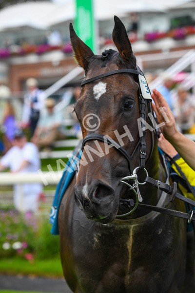 100923-Race 4-Tropical Island-0814 - Race 4 3.15pm Edge Windows Nursery Handicap at York