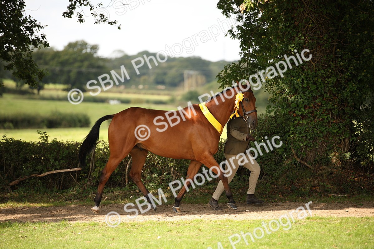 SBM_62933 - In Hand Horse Supreme Championship